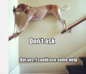 funny-dogs-needs-your-help