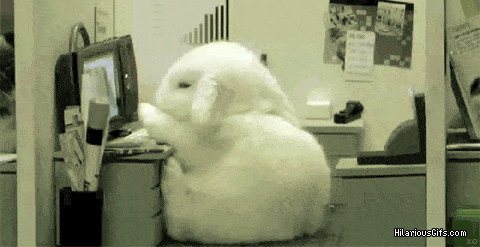 bunny-sleep-work