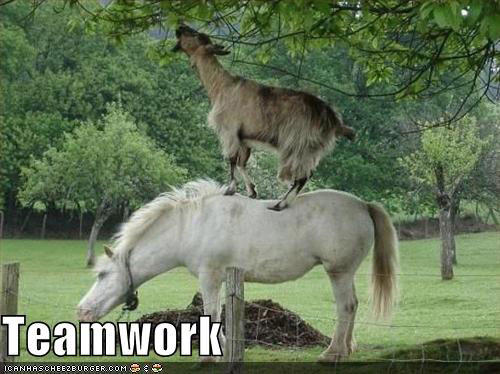 teamwork-goat