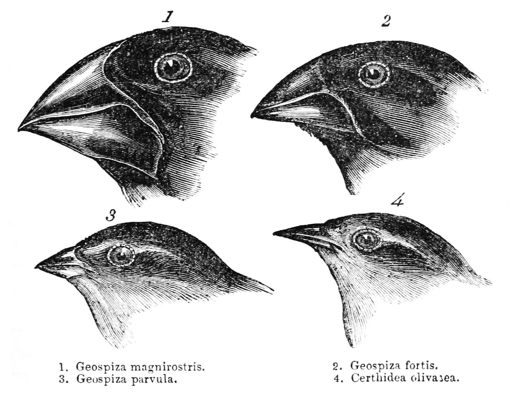 darwins-finches