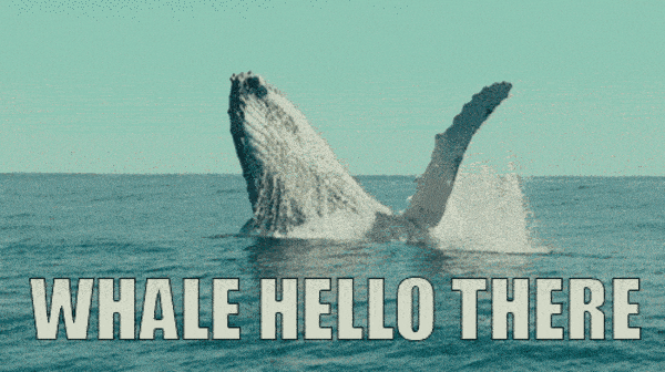 whale-hello-there