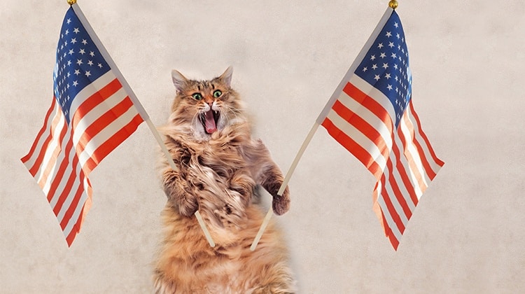patriotic cat gif